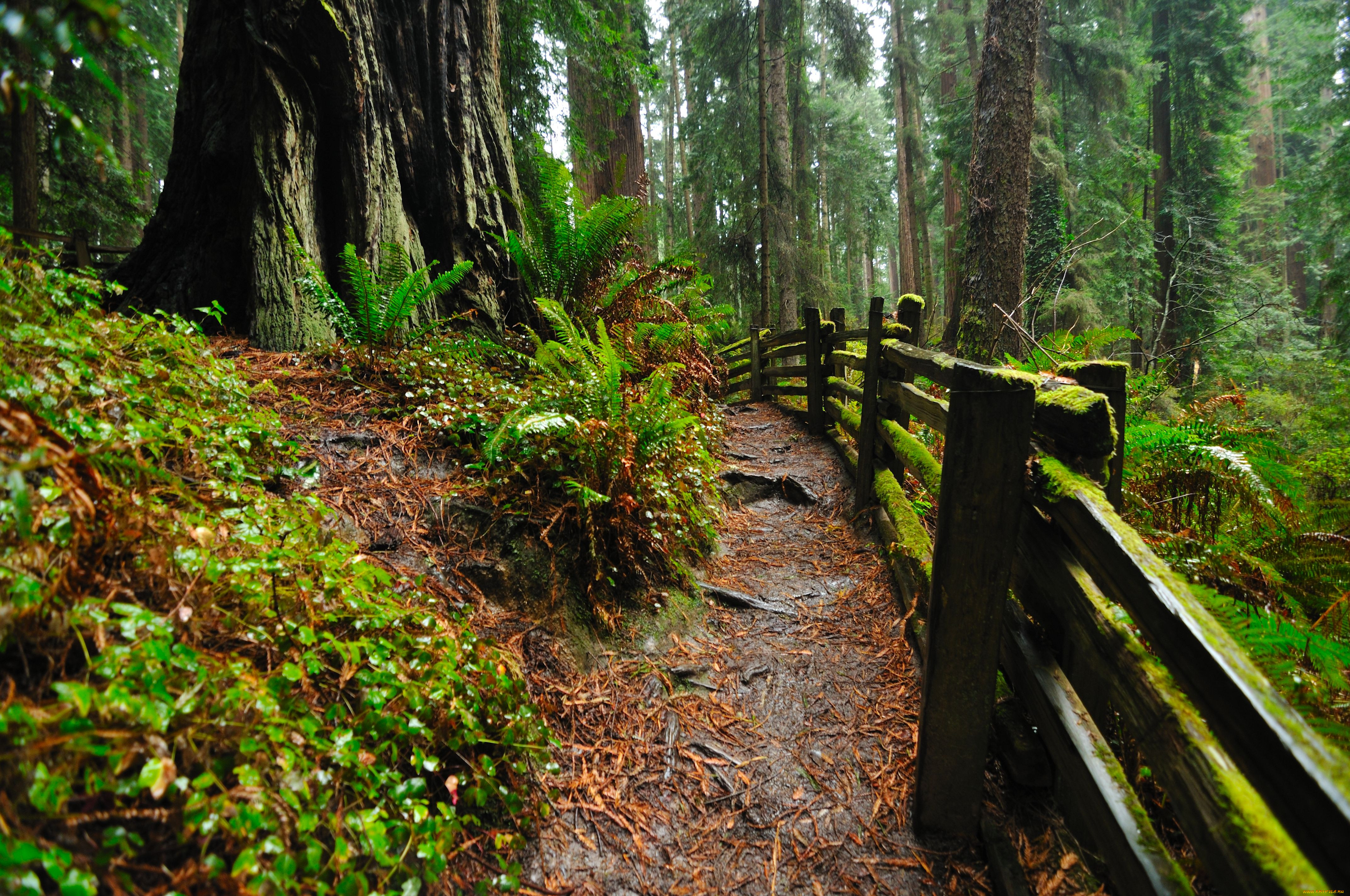 forest, hdr, , , , 